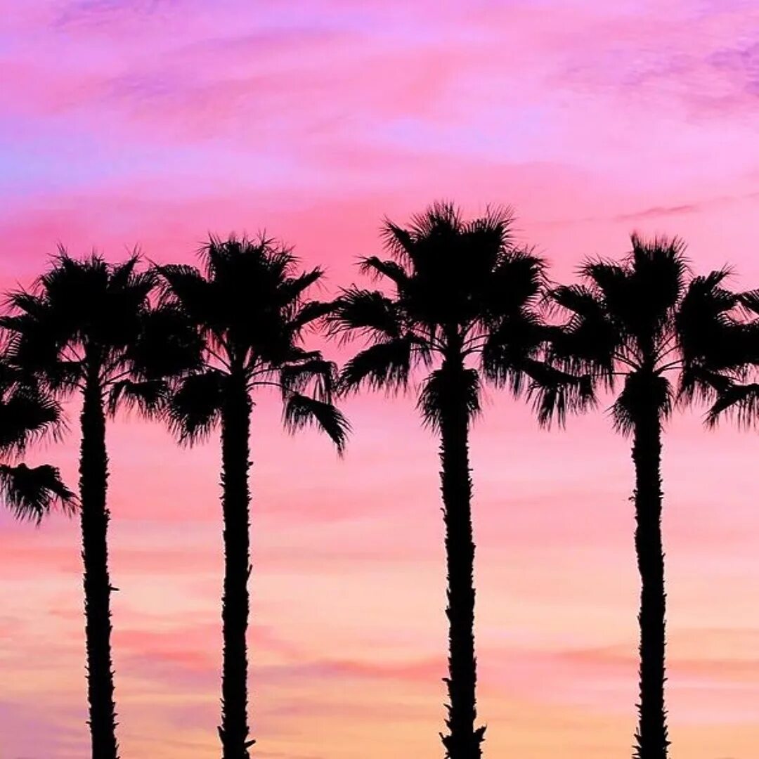 Пальмы на рабочий стол. Минималистичные пальмы. Пальмы на фоне неба. Пальмы. Высокие пальмы в лос анджелесе.