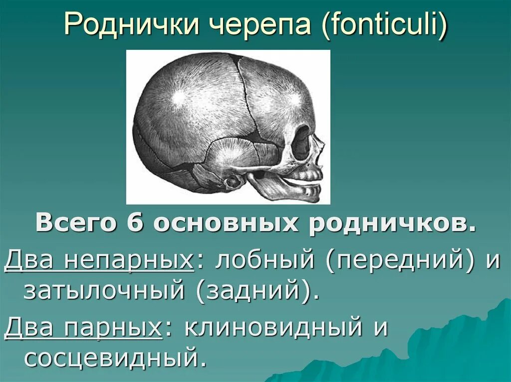 Закрытые роднички. Швы и роднички черепа анатомия. Роднички черепа анатомия. Клиновидный и сосцевидный роднички. Расположение родничков черепа.