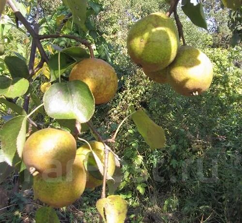 Oregon Pears Pears are one of the world's oldest cultivate. Flickr