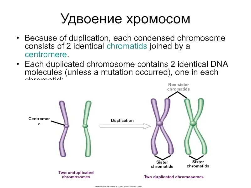 Удвоение центриолей спирализация хромосом. Строение хромосомы после репликации ДНК. Удвоенные хромосомы. Схематическое строение хромосомы. Удвоение хромосом.