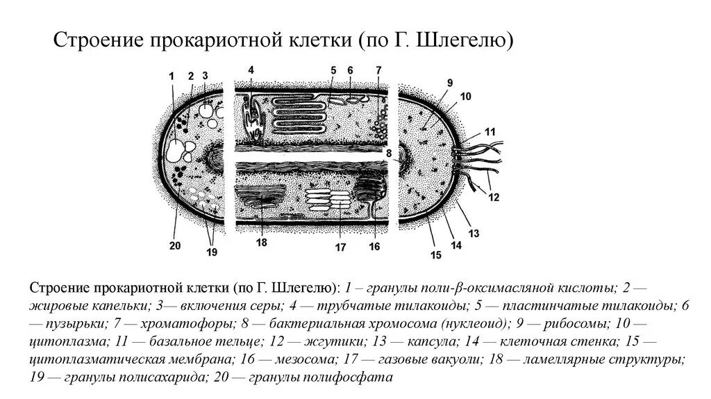 Прокариоты схемы. Строение прокариотической клетки бактерии. Строение прокариотической клетки краткое. Схема строения прокариотной клетки. Строение клетки прокариотической клетки.