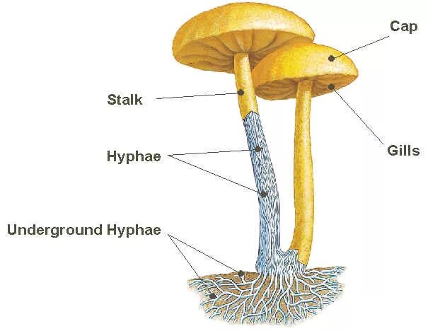 Mushroom structure. Fungi structure. The structure of the cap Mushroom. Mushroom Parts. Mushroom глагол