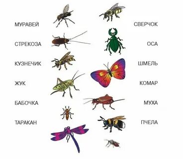 Тема насекомые 1 класс