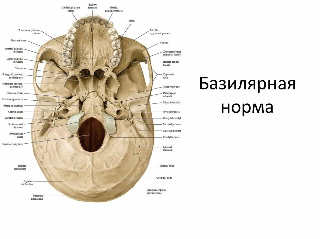 Наружное основание черепа анатомия отверстия. Наружное основание черепа Синельников. Кости основания черепа анатомия. Анатомия костей основания черепа. Наружный на латыни