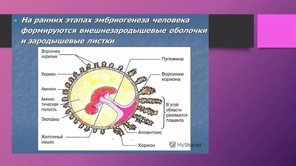 Эмбриональное развитие. Этапы эмбриогенеза человека. Этап эмбрионального развития млекопитающего. Схема эмбрионального развития.