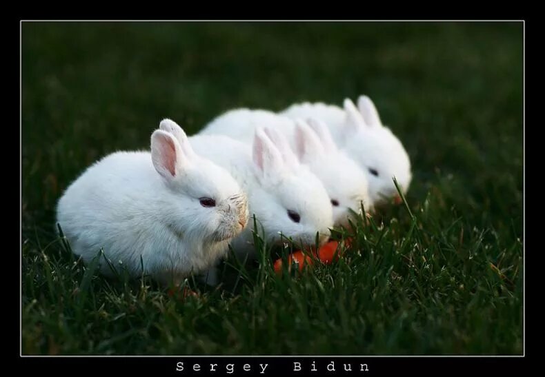 Много зайки. Милые кролики. Белый кролик. Много зайчиков. Милые зайчики.