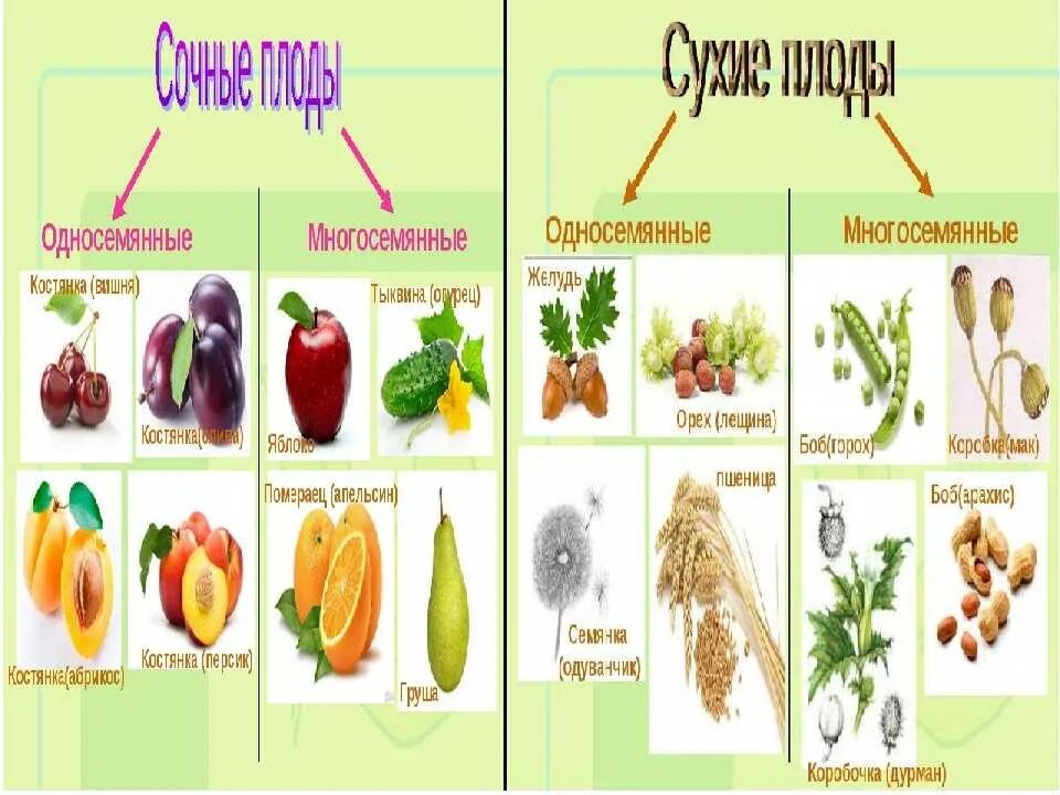 Типы плодов цветковых растений таблица. Плоды покрытосеменных растений. Таблица по теме плоды по биологии 6 класс. Классификация плодов цветковых растений. Какой из перечисленных плодов является односеменным