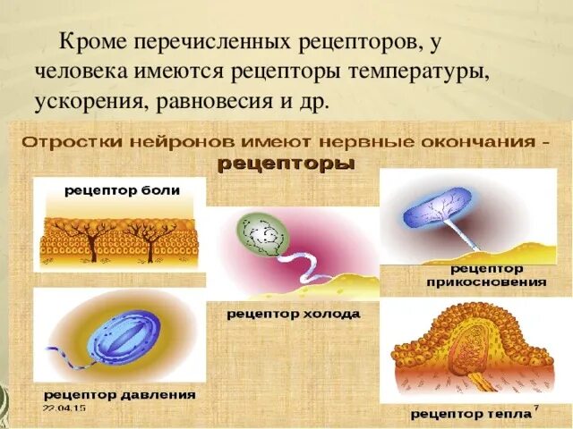 Рецепторы тепла. Рецепторы ускорения. Рецепторы температуры. Рецепторы холода.