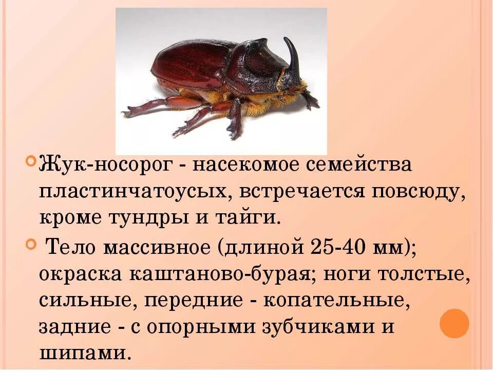 Жук носорог самка. Жук носорог скарабей. Жук носорог брюшко. Жук носорог описание для детей.