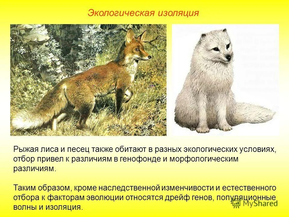 лисий морфологический. лисий морфологический. экологический вид примеры. лиса текст описание. лисий морфологический.