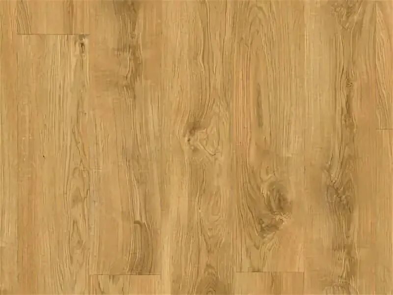 Дуб классический