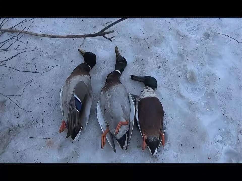 Подсадной уткой весной видео. Весенняя охота на селезня. Весенняя охота с подсадной. Подсадной селезень весной. Охота на селезня весной с подсадной.