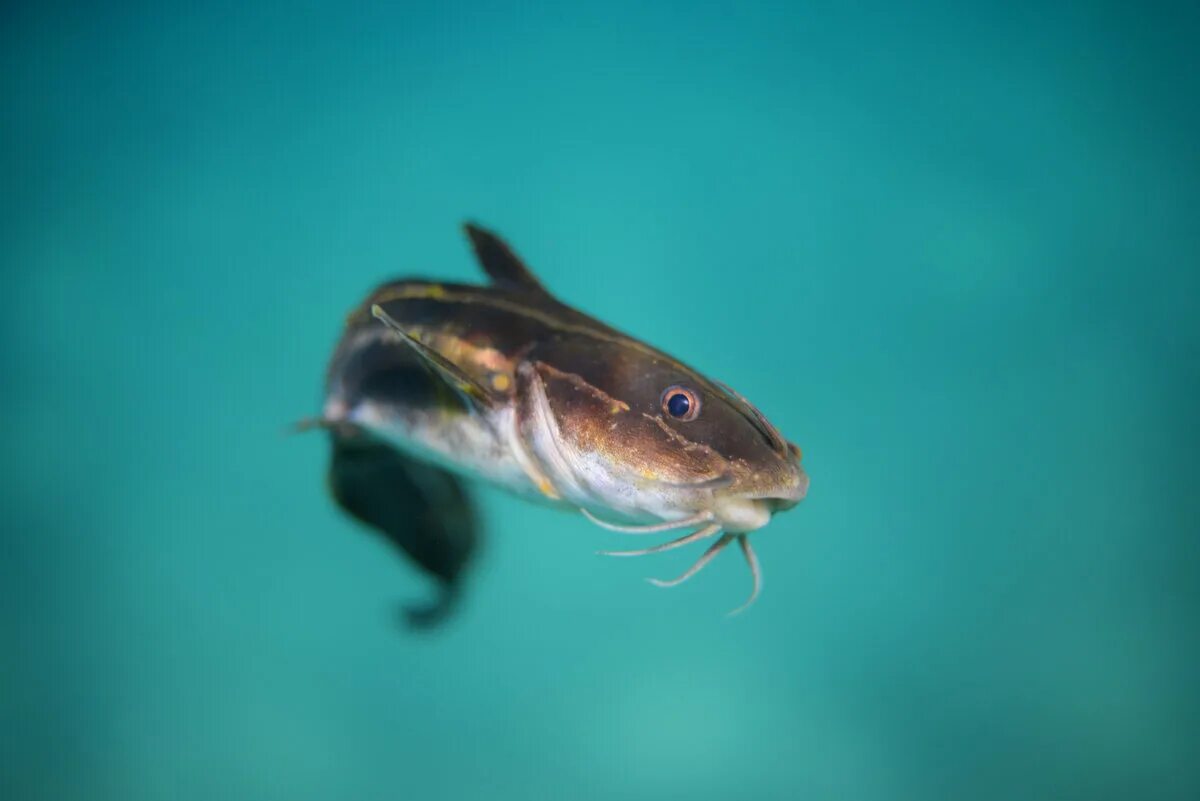 Сом. Голубой сом. Blue Catfish рыба. Fishmaster.