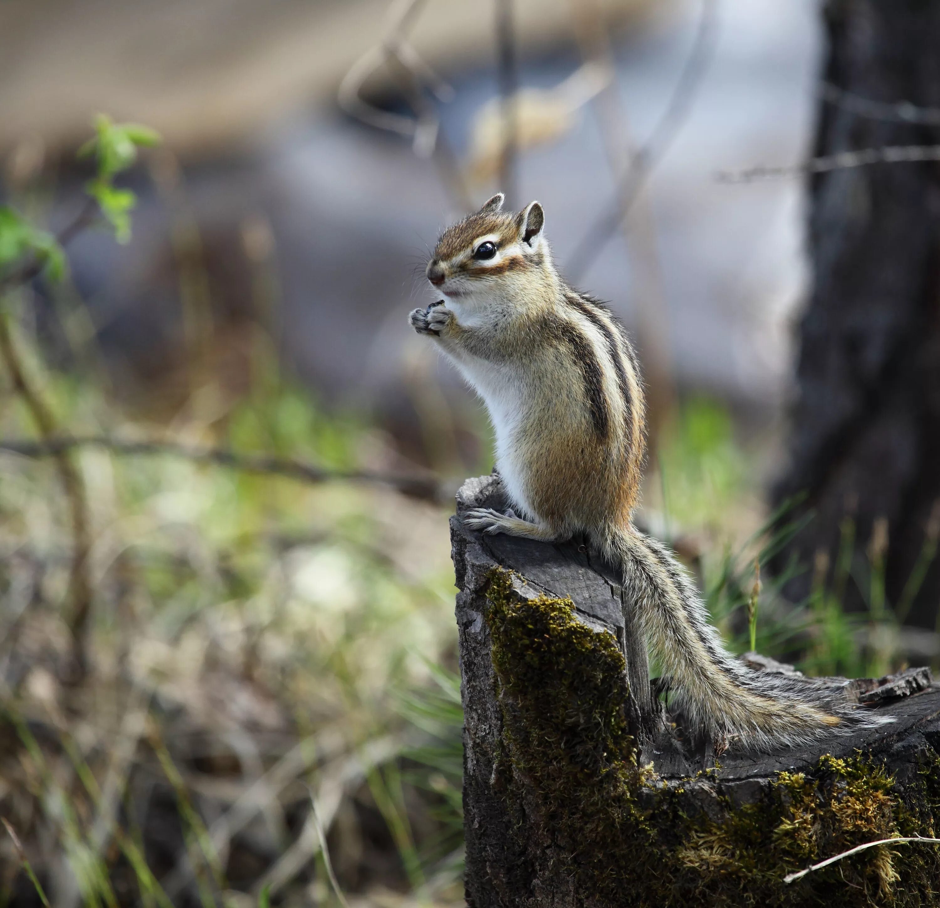азиа́тский бурунду́к (tamias sibiricus). бурундук приморье. бурундук приморье. бурундук приморье. пинежский заповедник бурундуки.