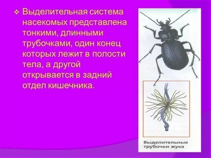 Сосуды органы выделения насекомых