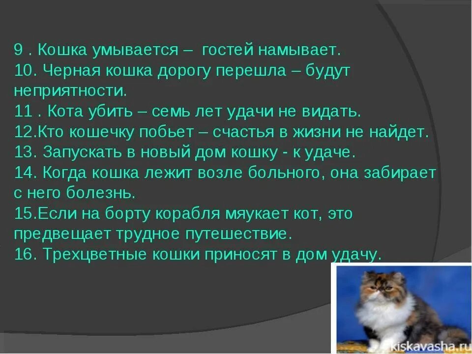 Приметы и суеверия про кошек. Приметы про кошек и котов. Приметы про кошек в доме. Суеверия о кошках. Кошка умывается примета