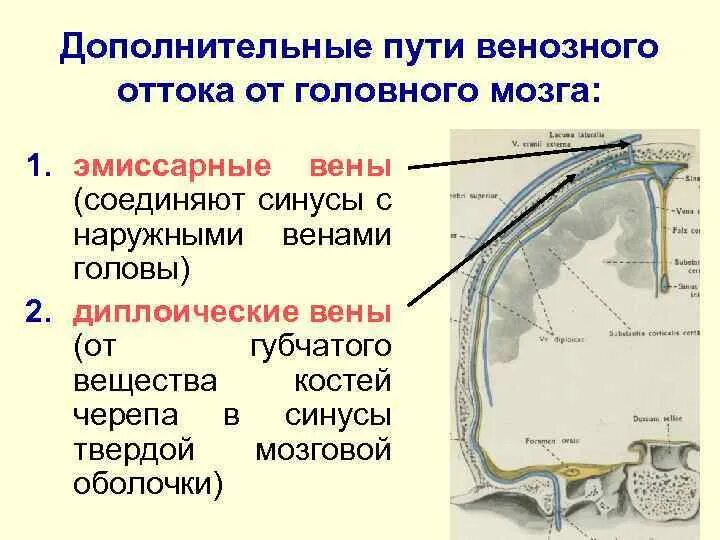 Отток крови от головного мозга. Диплоические лобная Вена. Эмиссарные и диплоические вены. Оболочки головного мозга эмиссарная Вена. Диплоические вены анатомия.