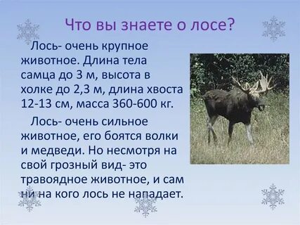 Лось описание по плану