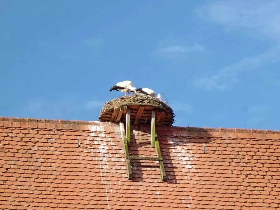 Аисты свили гнездо на крыше дома. Гнездо на крыше. гнездо на крыше дома. гнездо аистов на крыше. домик аиста.