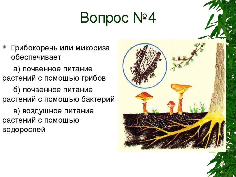 Образуют микоризу с корнями растений. Микориза грибокорень. Почвенный гриб микориза. Грибокорень или микориза это. Микориза мутуализм.