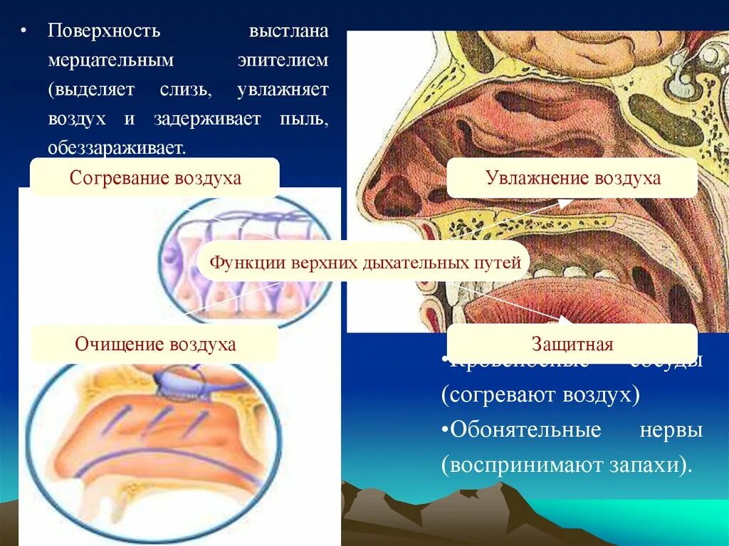 Воздух очищается согревается. Слизистая дыхательных путей выстлана. Мерцательный эпителий выстилает. Через дыхательные пути воздух увлажняется за счет чего. Кровеносные сосуды согревают воздух.