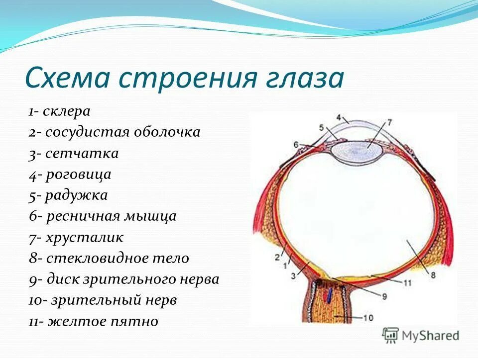 Какого строение глаза человека