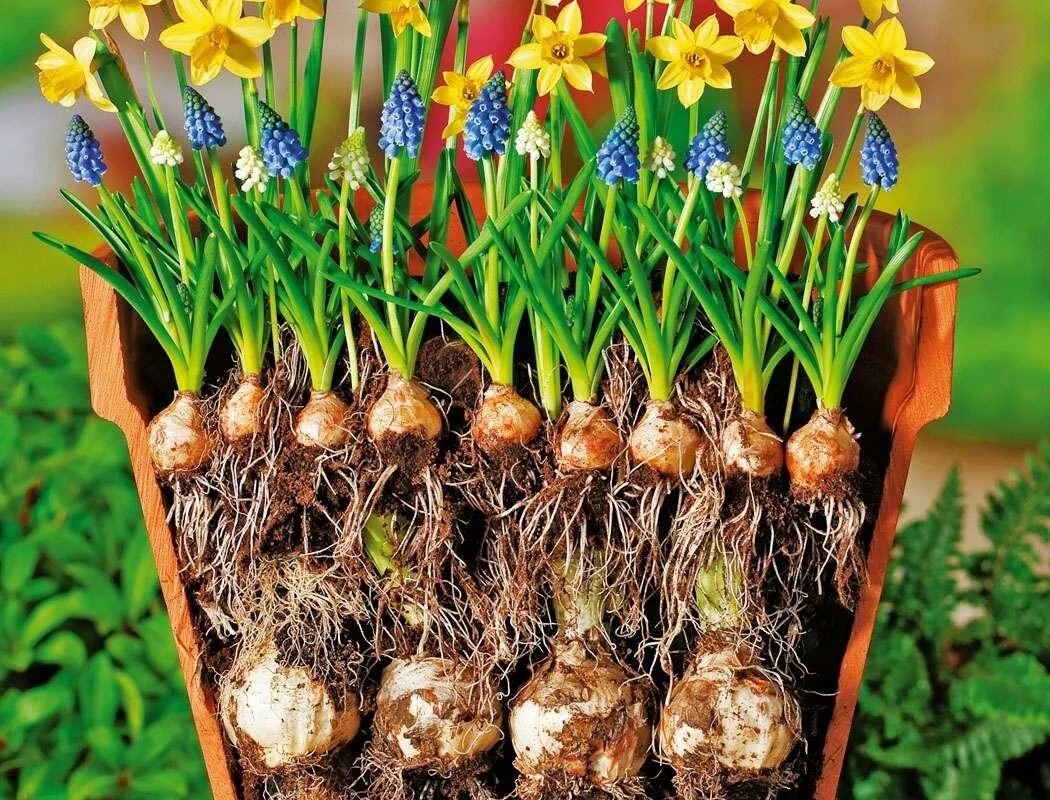 Подготовка почвы