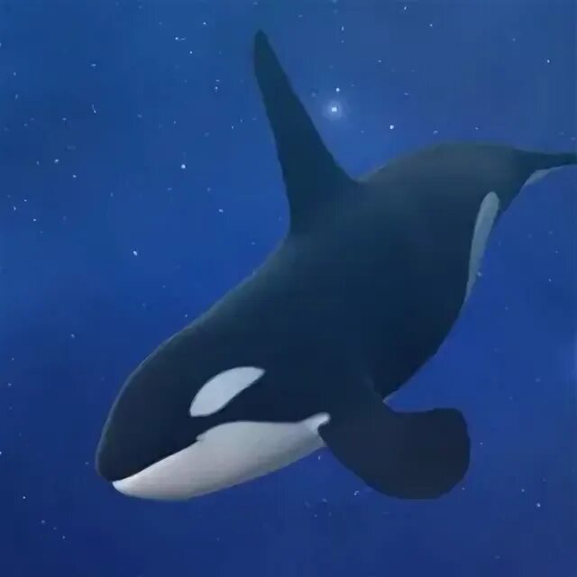 Capital whale. Capital whale