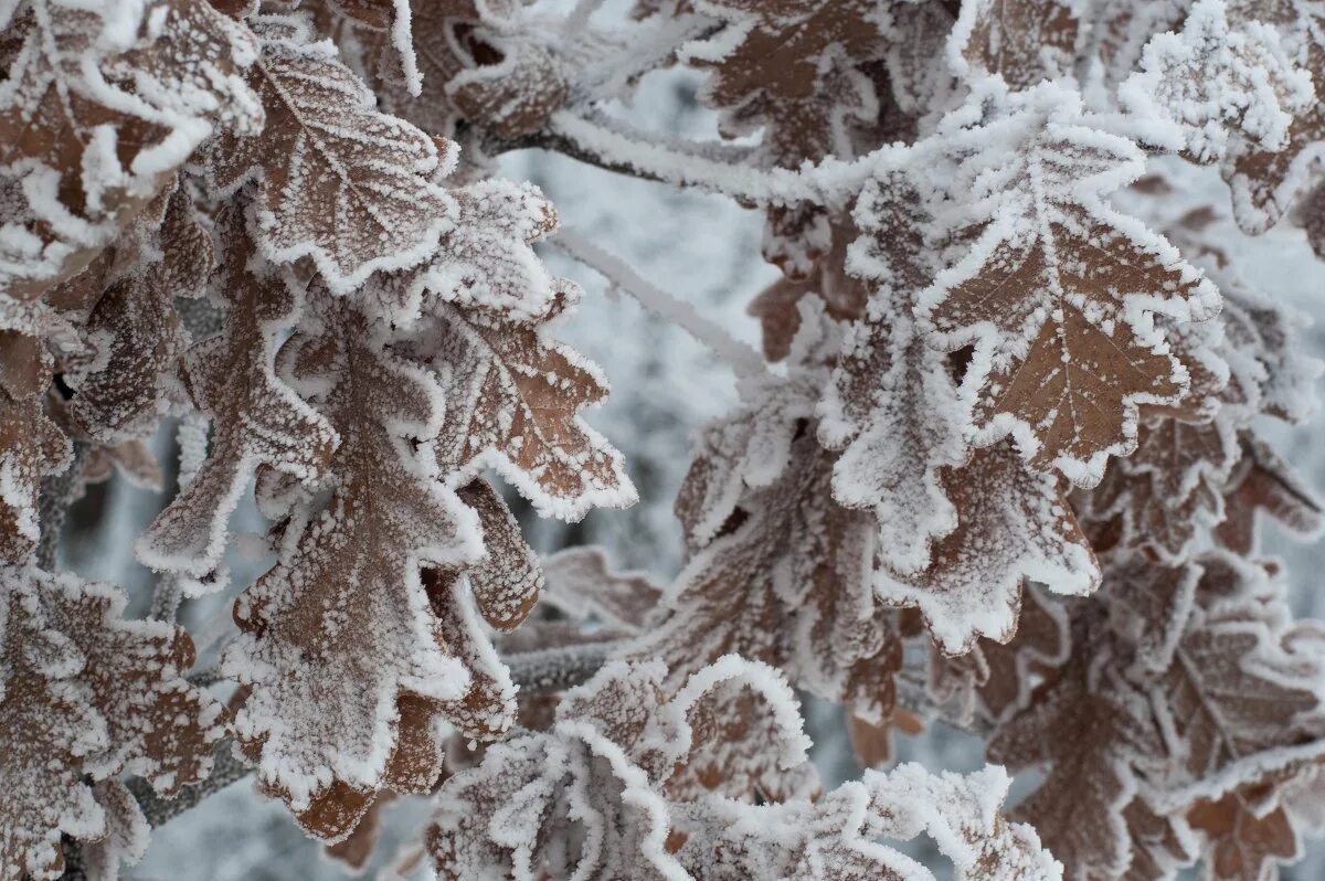 зимние листья дерева.