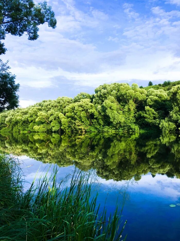 Фаснальский сосновый бор. Красота реки сосна. Сосновый лес река липовка. Неман беларусь река сосны осень. Сосны на берегу волги.