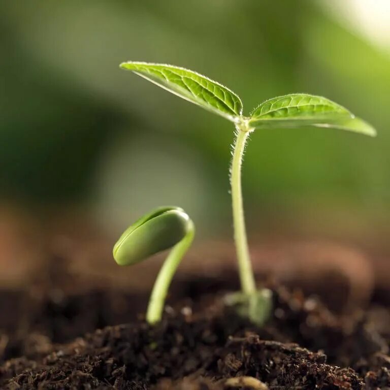 Рост цветка. Семена рост. Пророщенные семена фасоли в земле. Росток платана. Семена рост.