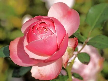 Rose blossom