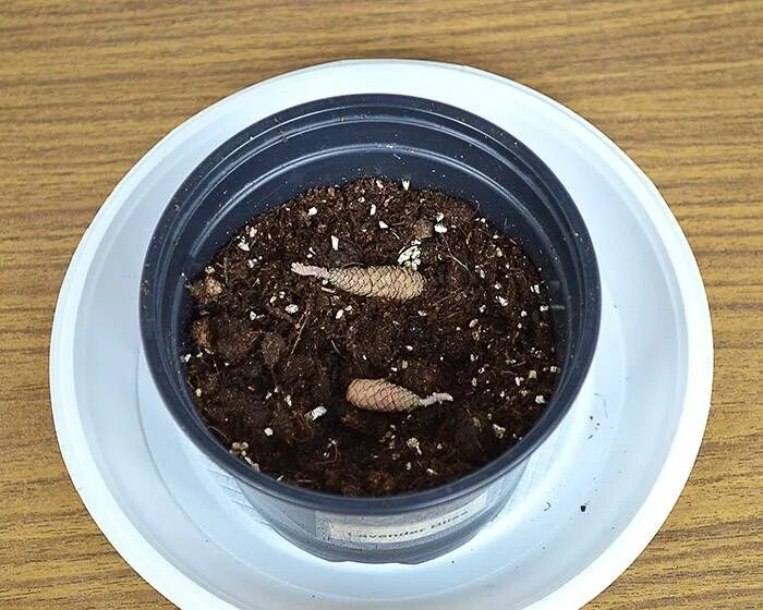 растения ризомы ахименесов. ризомы фото. ахименес цветок ризомы. растения ризомы ахименесов. ризомы корешки ахименесов.