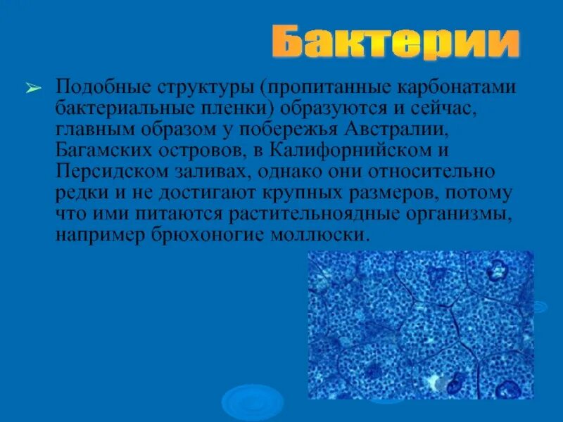 Состав подобен. История изучения бактерий 5 класс. История изучения бактерий кратко. Микробные карбонаты. Железоподобные структуры.