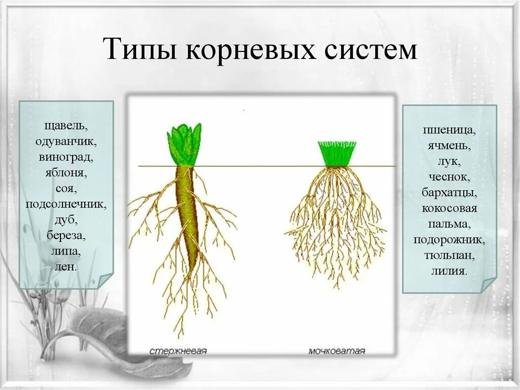 Корневые системы растений 6 класс пшеница. Корневая система растений 5 класс биология. Мочковатая система корня у пшеницы. Типы корневых систем 6 класс биология.