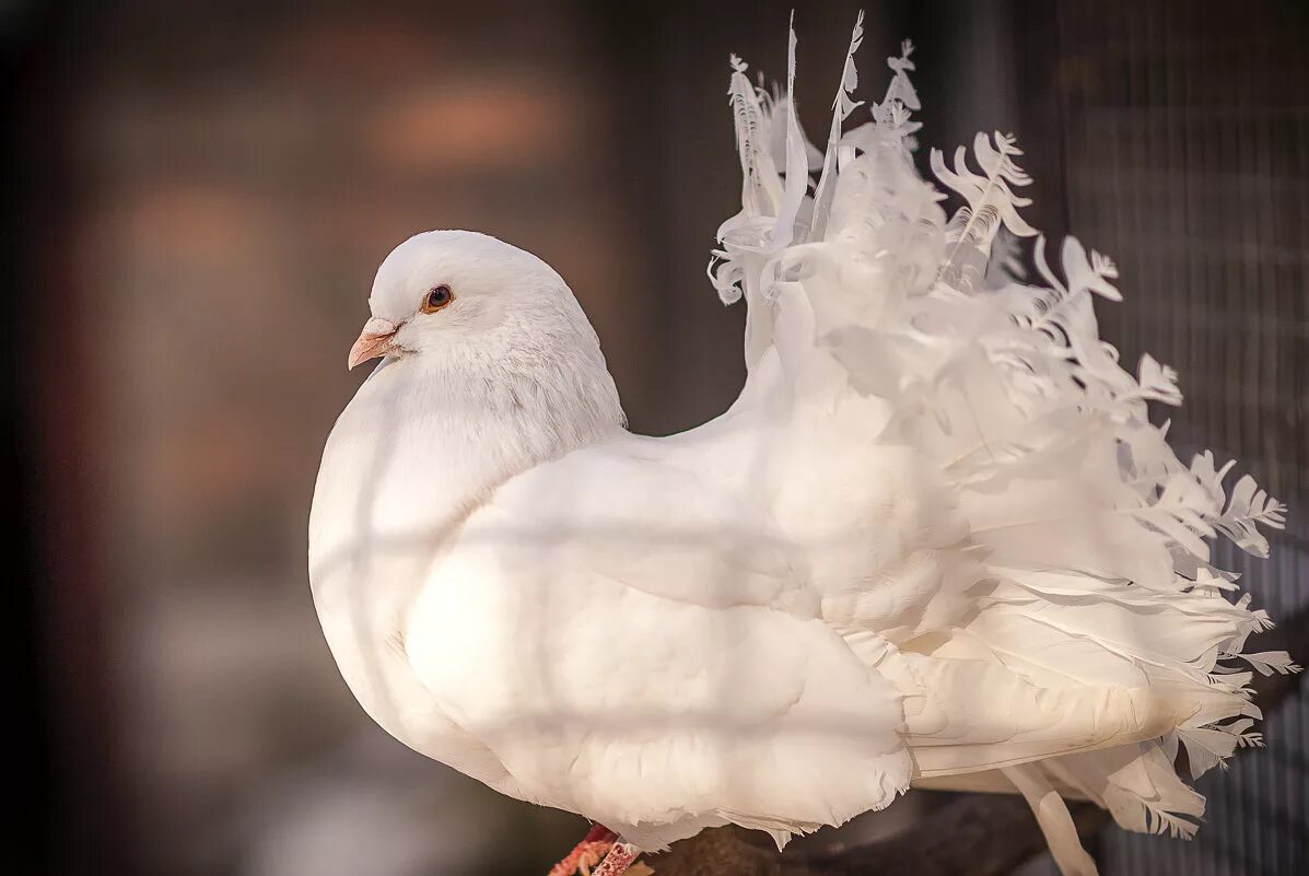 аист альбинос. белый королевский павлин. белая птица. белая птица. индийский белый павлин.