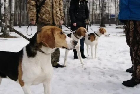 Пензенская область собаки