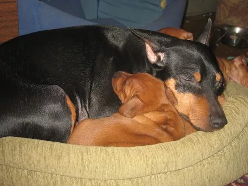 Цвергпинчер течка. Беременный карликовый пинчер. цвергпинчер и джек рассел. щенки цвергпинчера слепые. беременный цвергпинчер.