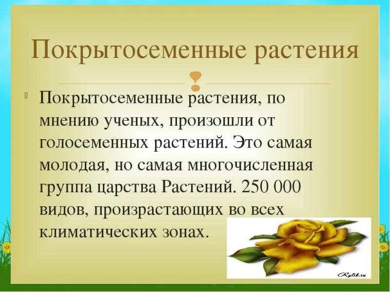 Покрытосеменные растения определение и примеры Первые покрытосеменные появились