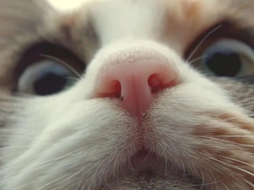 Кошки нюхают носы. Нос кошки. кошачий носик. милые мордочки котят. морда кота.