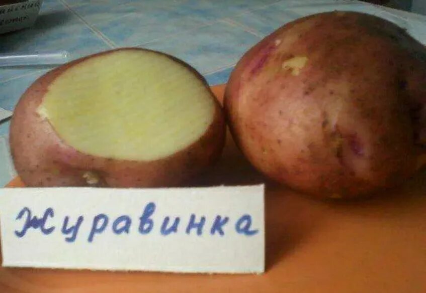 Картофель сорт журавинка отзывы. Сорт журавинка картофель характеристика. сорт картофеля журавинка. сорт картошки журавушка. картофель журавинка описание сорта.