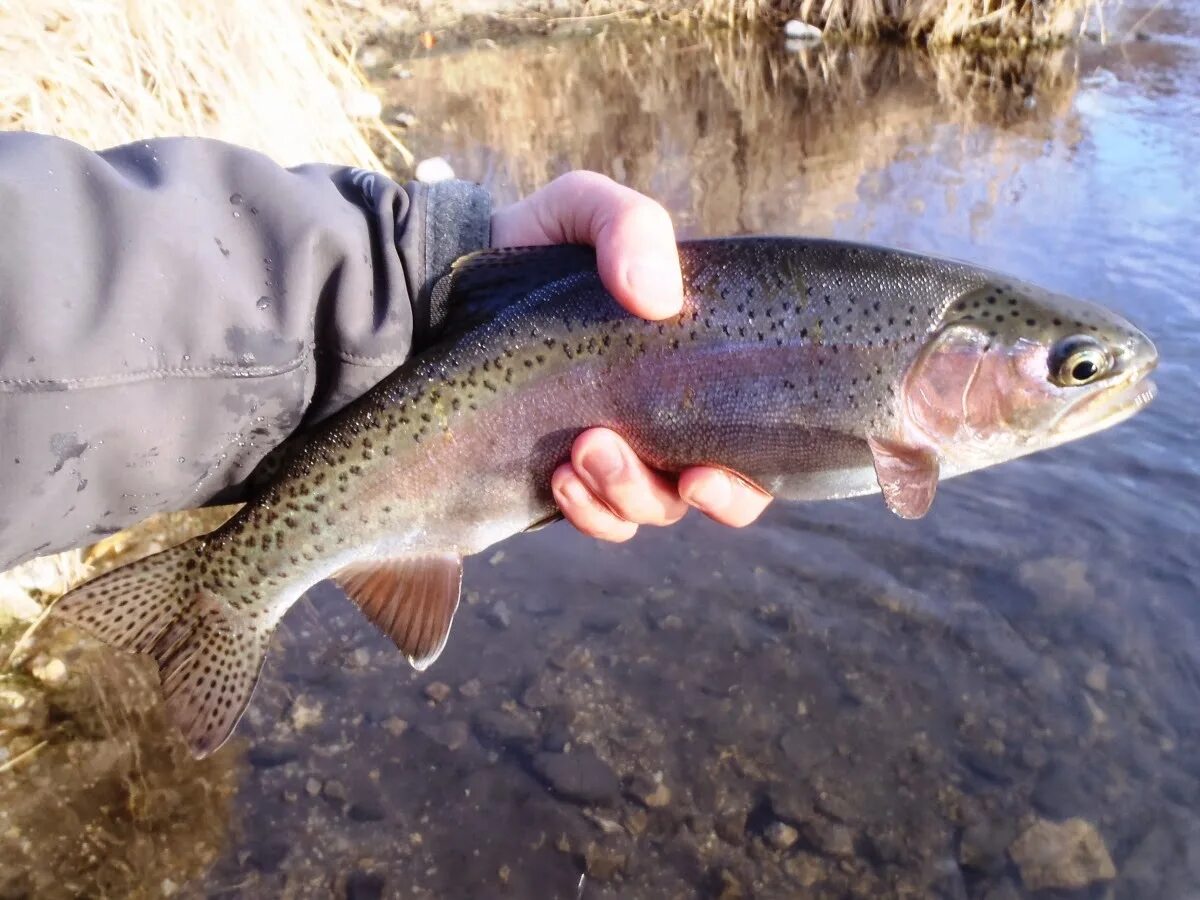 Форель в реке. Байкальский заповедник рыбы. Каспийский лосось. Ручьевая форель. Форель в реке.