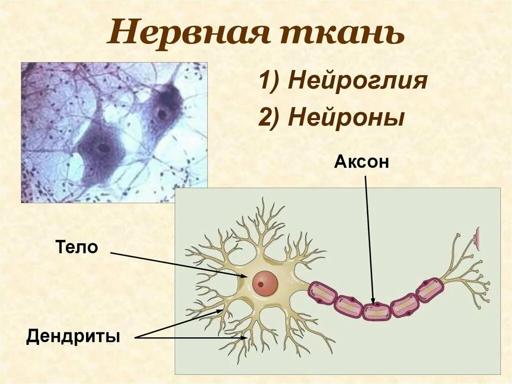 Нервная ткань состоит из ответ. Нервная ткань строение нейрона нейроглия. Клетки нейроглии гистология. Строение нейронов клеток глии. Строение нейрона и функции нейроглии.
