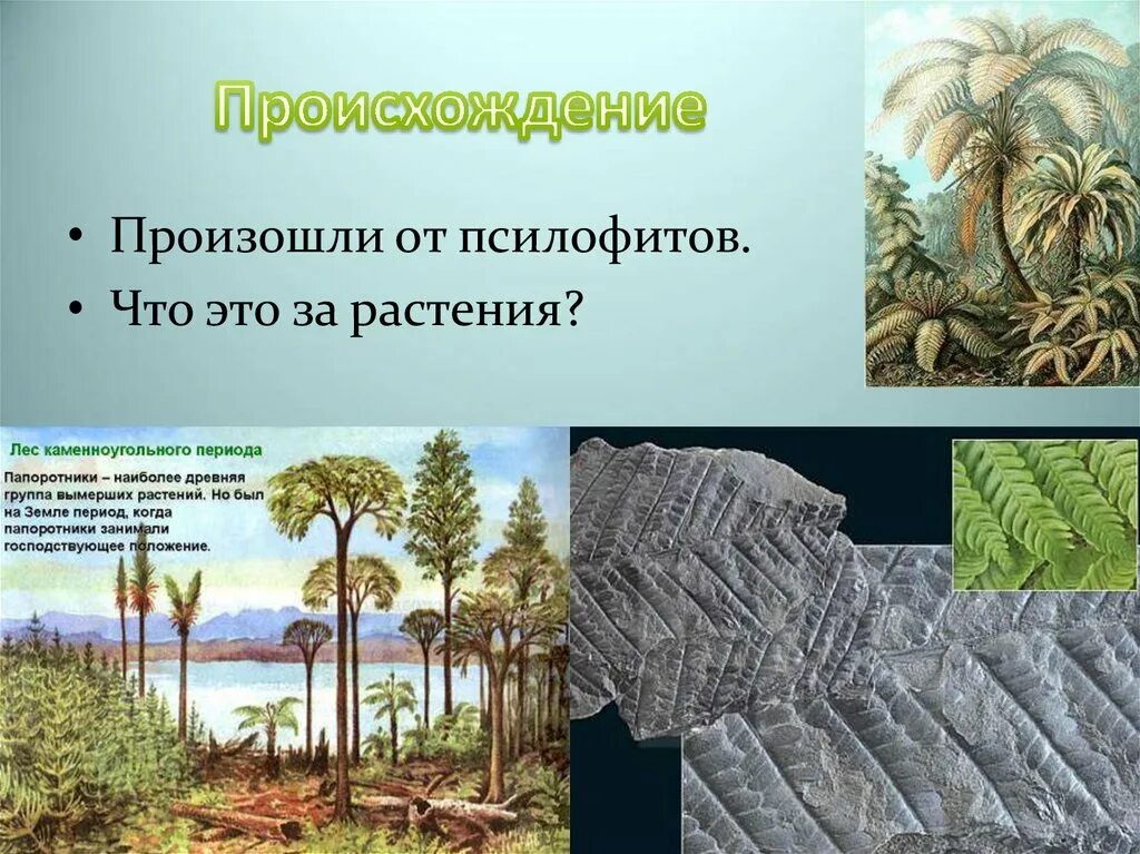 Произошли от древних папоротникообразных
