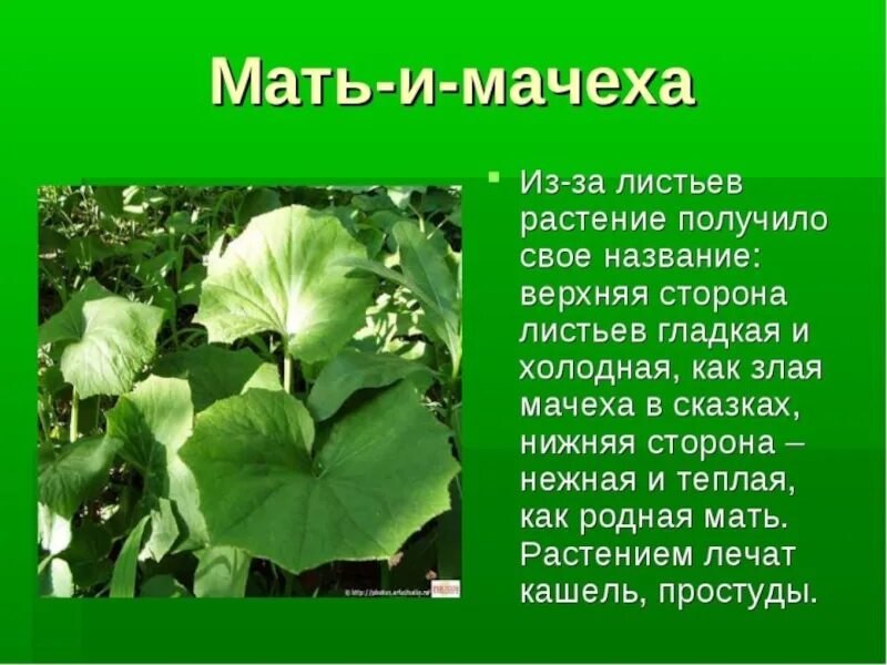 Сообщение о любом растении 2 класс. Доклад о растениях. рассказ о растении. мать-и-мачеха растение описание. мать-и-мачеха растение описание для детей.
