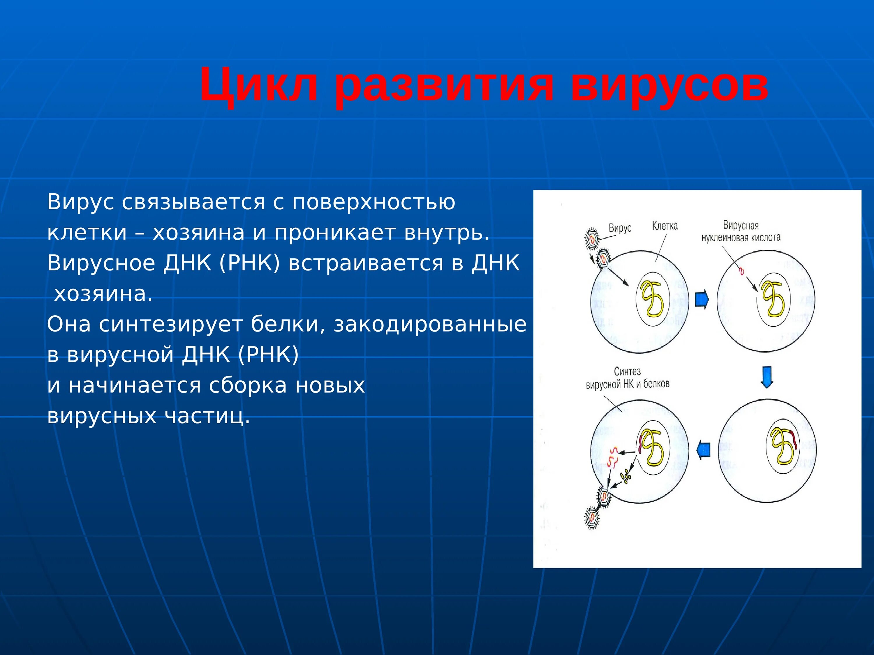 Цикл развития вирусов схема. Цикл развития( размножения) вирусов. Стадии развития вируса. Стадии жизненного цикла вируса.