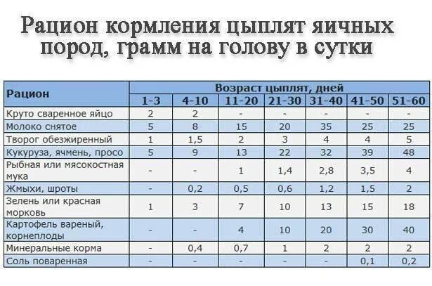 Можно ли недельным цыплятам. Таблица кормления цыплят несушек. Рацион кормов для цыплят. Таблица кормления суточных цыплят. Кормление цыплят несушек с первых дней рацион.