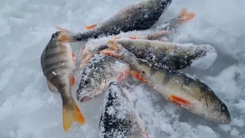 Рыбалка зимой 2023 видео