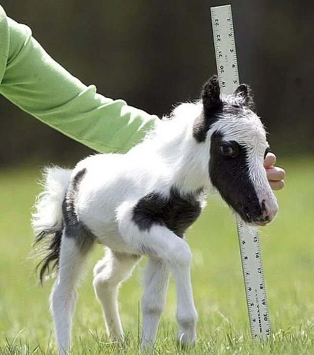 фалабелла пегая. мини лошадь фалабелла. самая маленькая лошадка в мире. фалабелла лошадь. тумбелина лошадь.