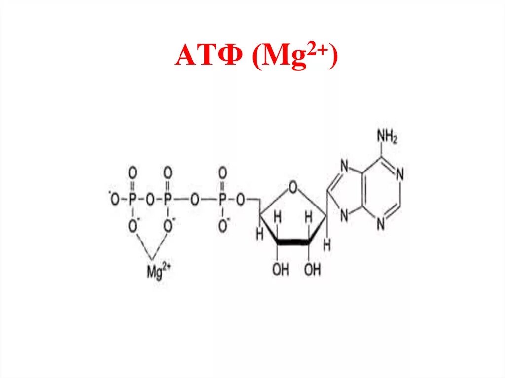 Атф структурная. АТФ формула структурная. Структурная формула АТФ биохимия. АТФ- 2 mg2+ комплекс. АТФ-2mg2+ структурная формула.